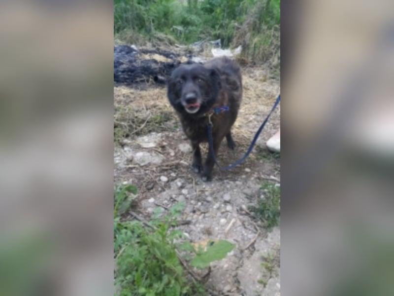 Blacky sucht ein neues Zuhause