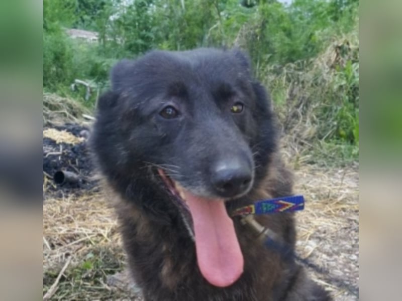 Blacky sucht ein neues Zuhause