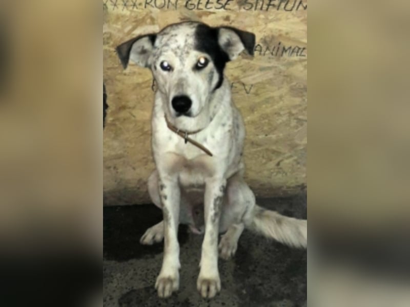 Pixel sucht ein neues Zuhause 