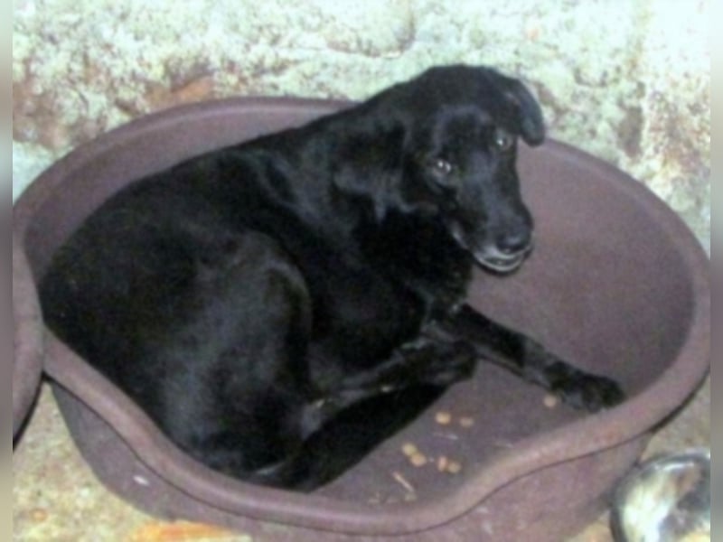 Simba sucht ein neues Zuhause