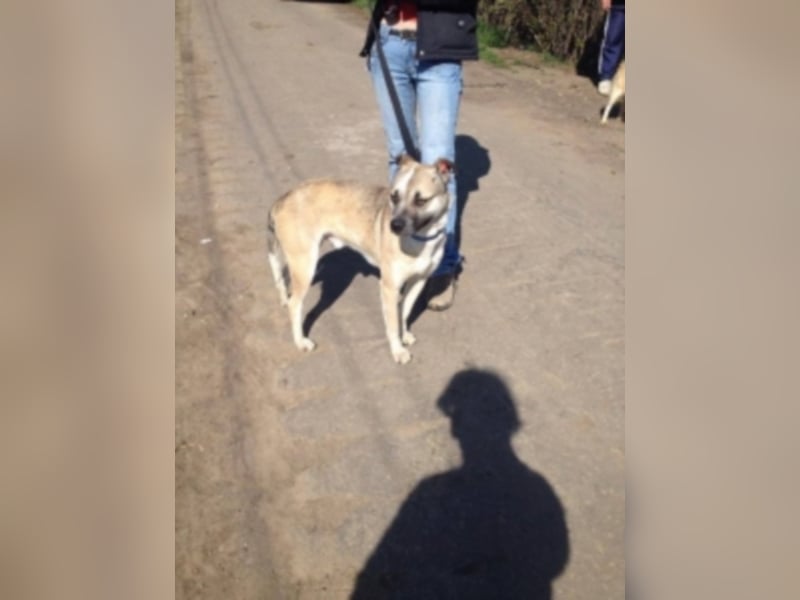 Felix sucht ein neues Zuhause 