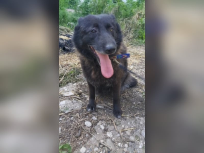 Blacky sucht ein neues Zuhause