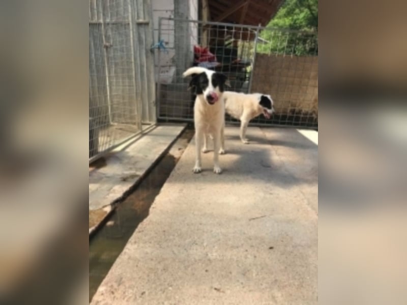 Silija sucht ein neues Zuhause 