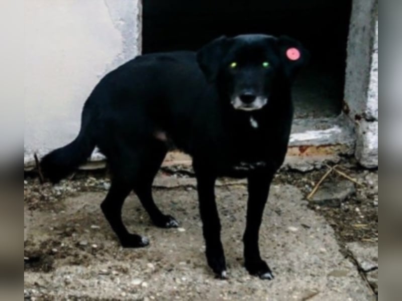 Simba sucht ein neues Zuhause