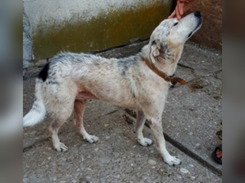 Pixel sucht ein neues Zuhause 