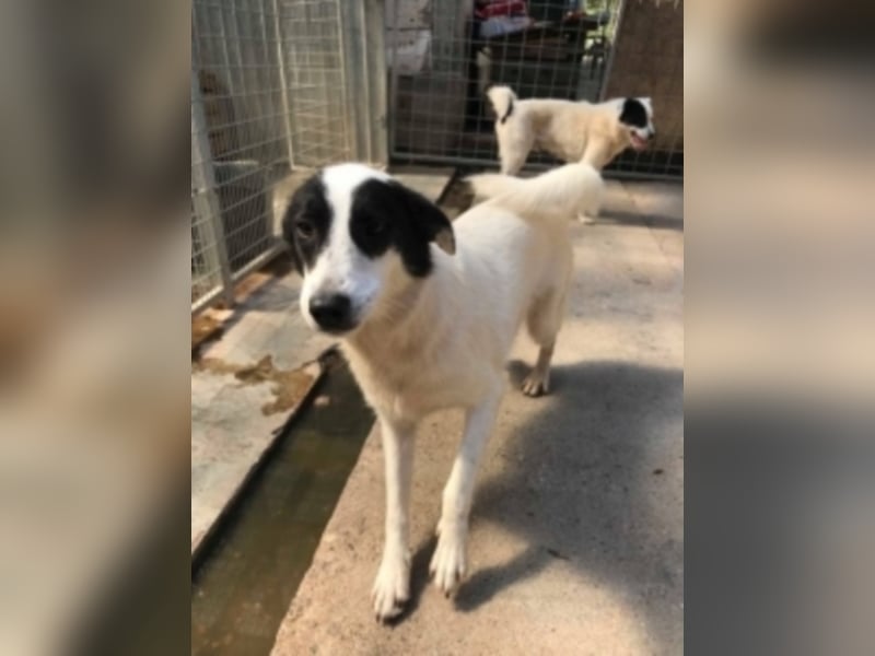 Silija sucht ein neues Zuhause 