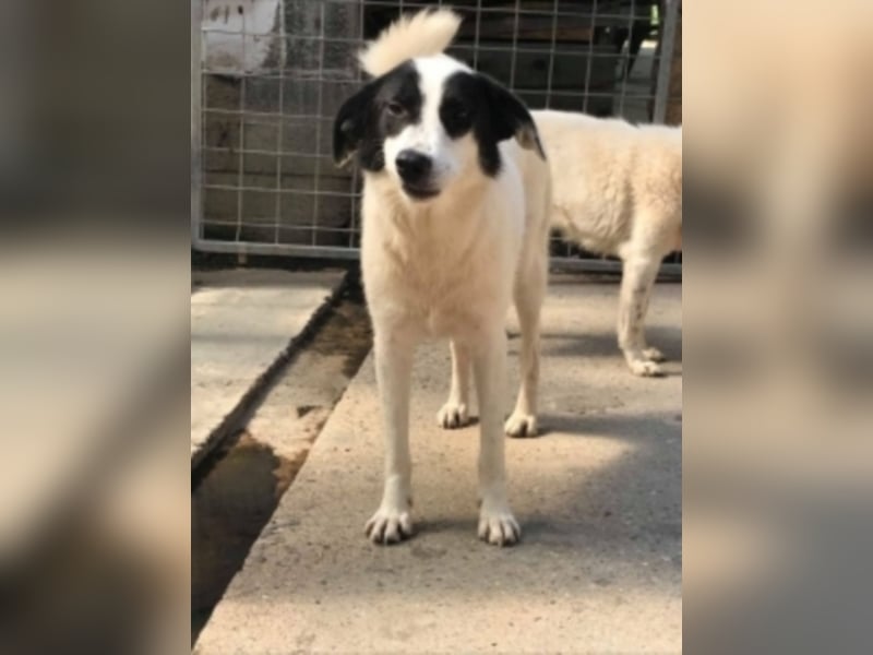 Silija sucht ein neues Zuhause 