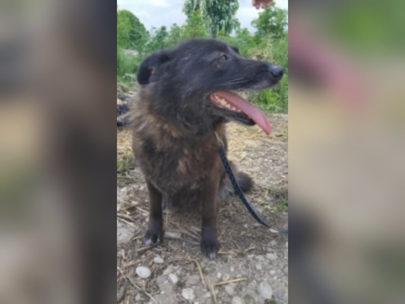Blacky sucht ein neues Zuhause