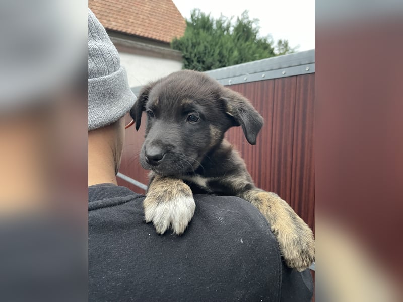 Unsere Welpen suchen ein neues Zuhause