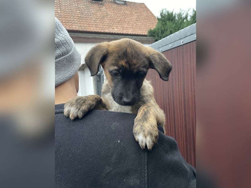 Unsere Welpen suchen ein neues Zuhause