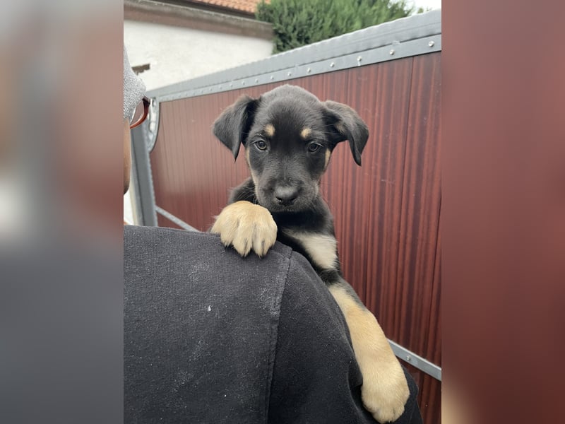 Unsere Welpen suchen ein neues Zuhause