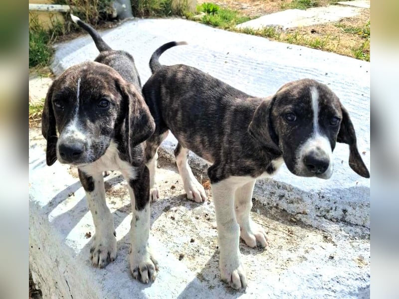 Finn und Fiete