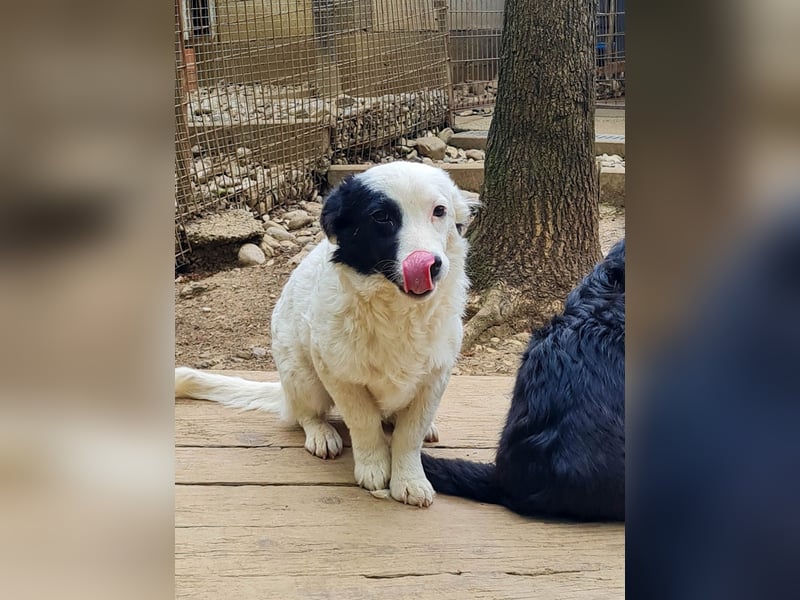 Zuckersüße PUPIN ist bereit Ihre Menschen zu verzaubern 