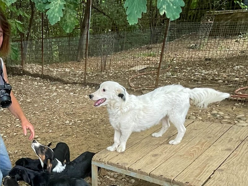 Zuckersüße PUPIN ist bereit Ihre Menschen zu verzaubern 