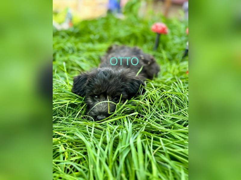 Otto Welpe - sucht seine Familie!