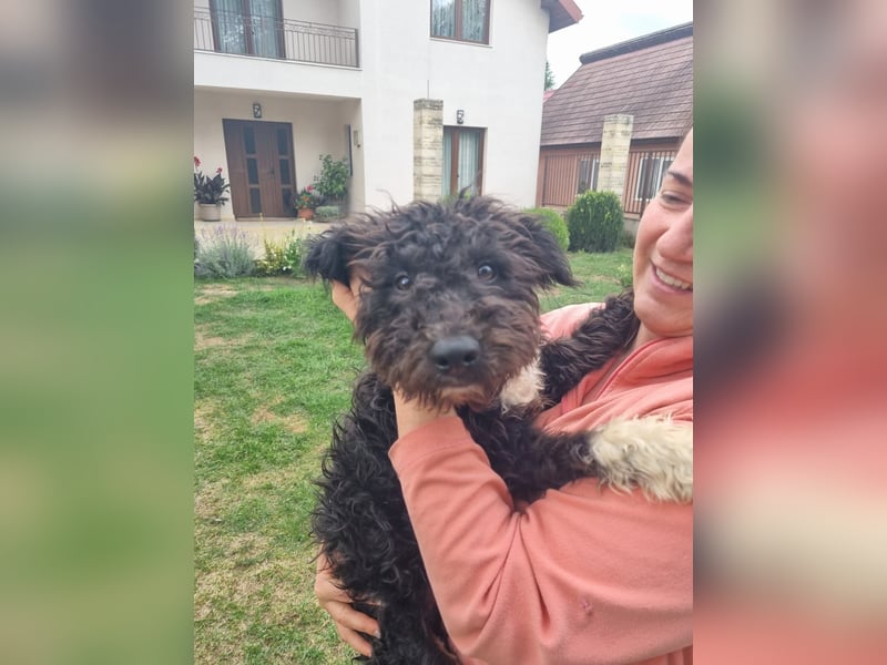 Pepe sucht eine ganz spezielle Familie