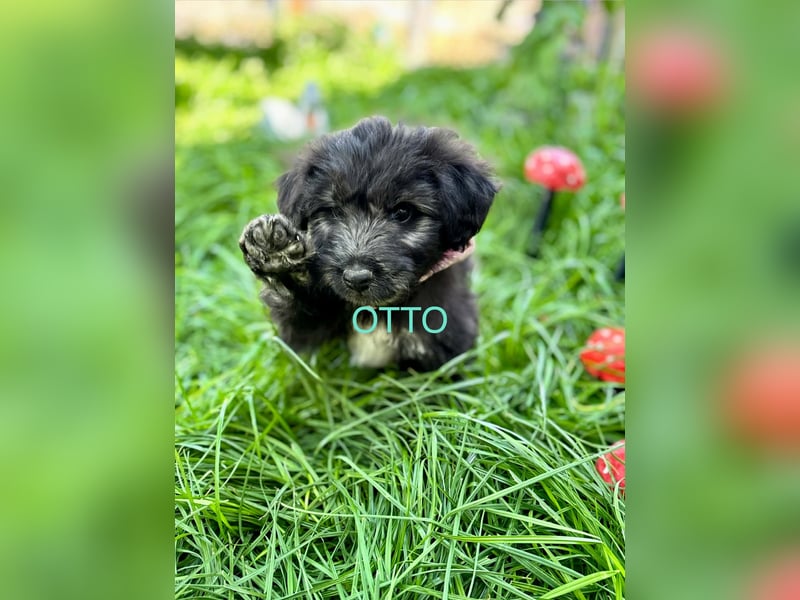 Otto Welpe - sucht seine Familie!