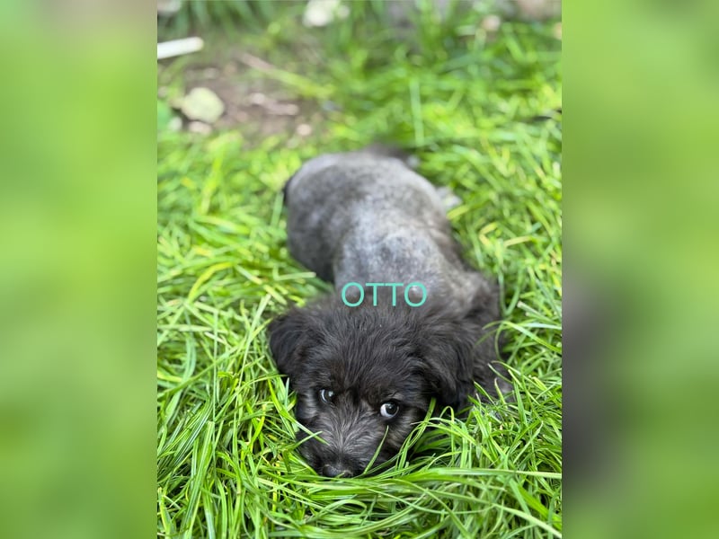 Otto Welpe - sucht seine Familie!