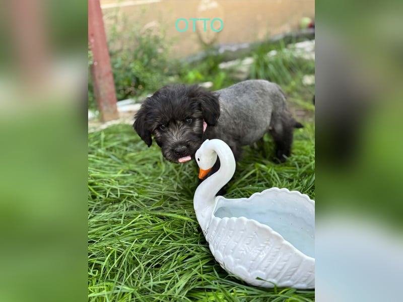 Otto Welpe - sucht seine Familie!