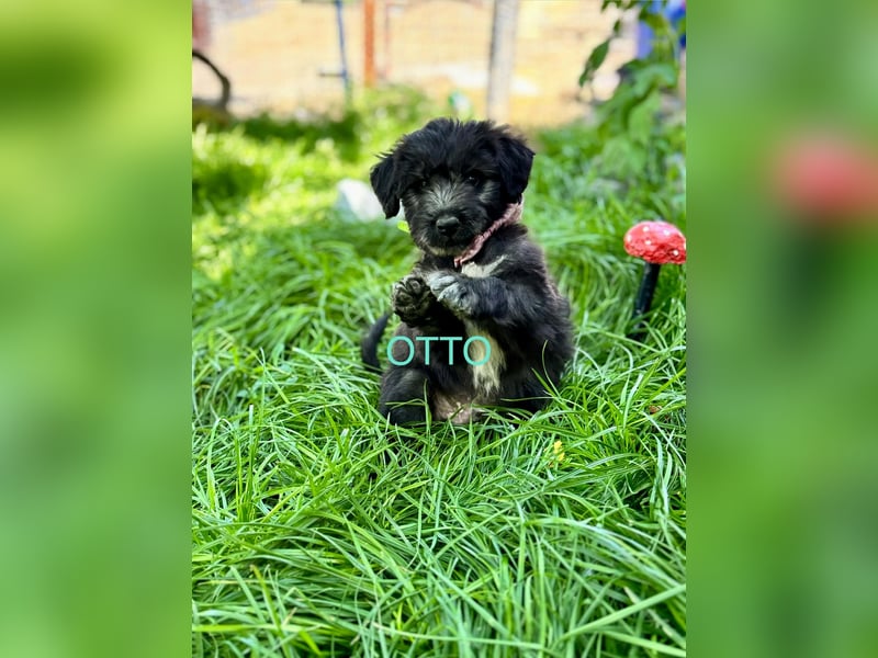 Otto Welpe - sucht seine Familie!