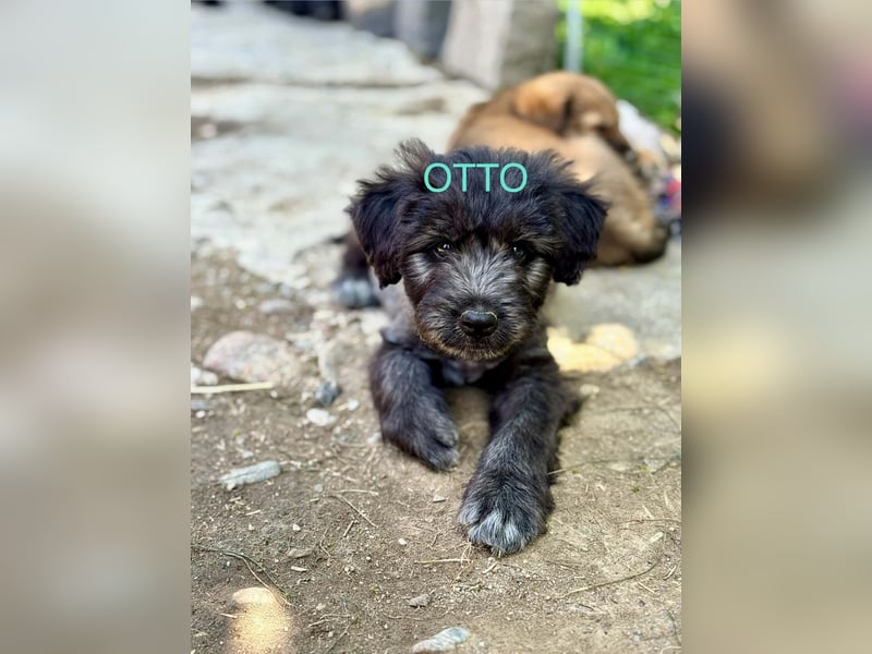 Otto Welpe - sucht seine Familie!