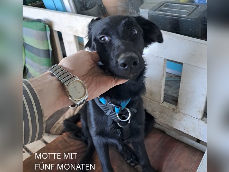 Schwarze Shollie-Welpen (Vater: schwarzer Schäferhund; Mutter: schwarz-weißer Border Collie)