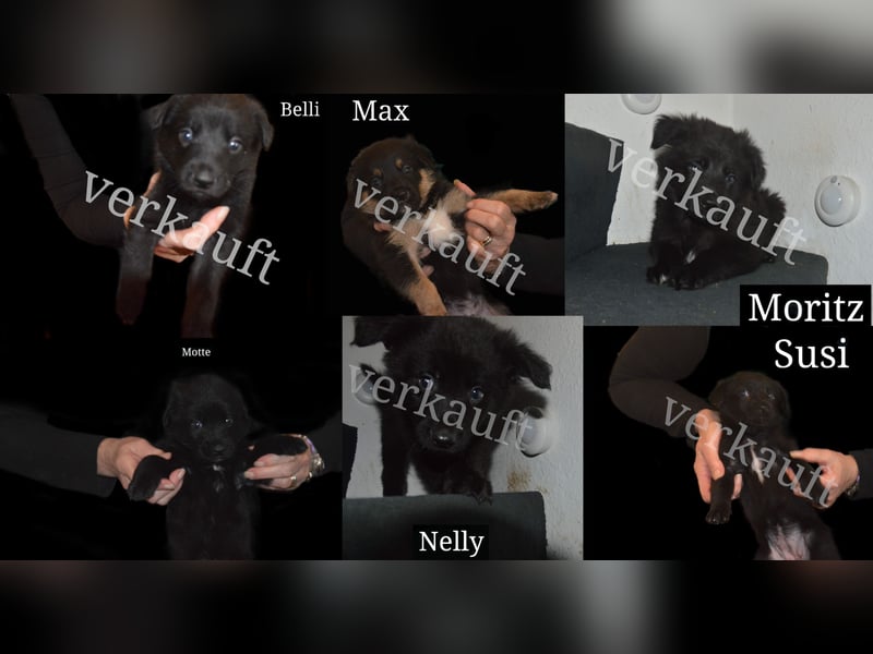 Schwarze Shollie-Welpen (Vater: schwarzer Schäferhund; Mutter: schwarz-weißer Border Collie)