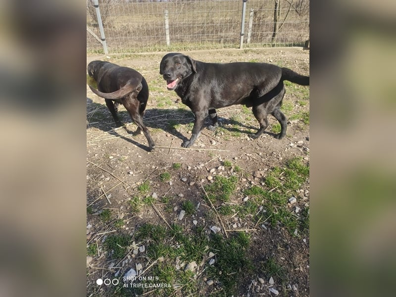 Doppelpack Fiú und Fruska möchten gemeinsam vermittelt werden !