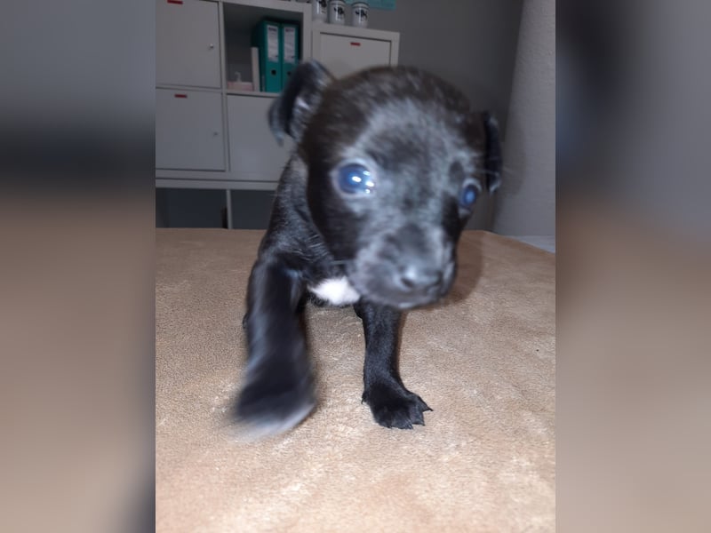 Spitz-Prager Rattler Welpen