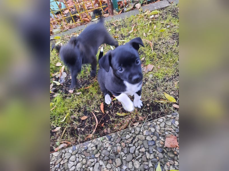 Spitz-Prager Rattler Welpen