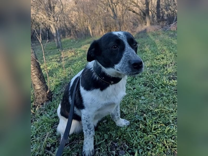 Minnie Tierschutzhund sucht ein Zuhause