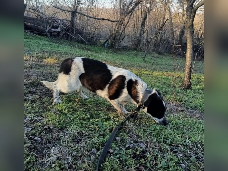 Minnie Tierschutzhund sucht ein Zuhause