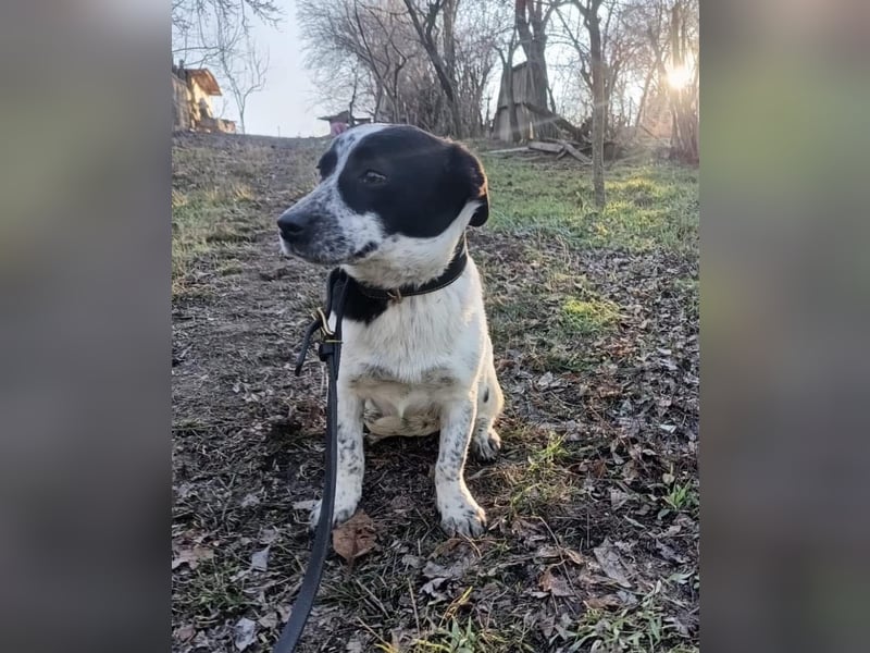 Minnie Tierschutzhund sucht ein Zuhause