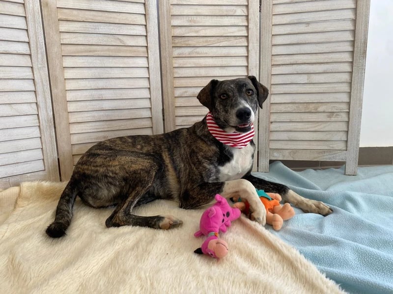 Elpida, Windhund-Mix Hündin sucht einfühlsames Zuhause
