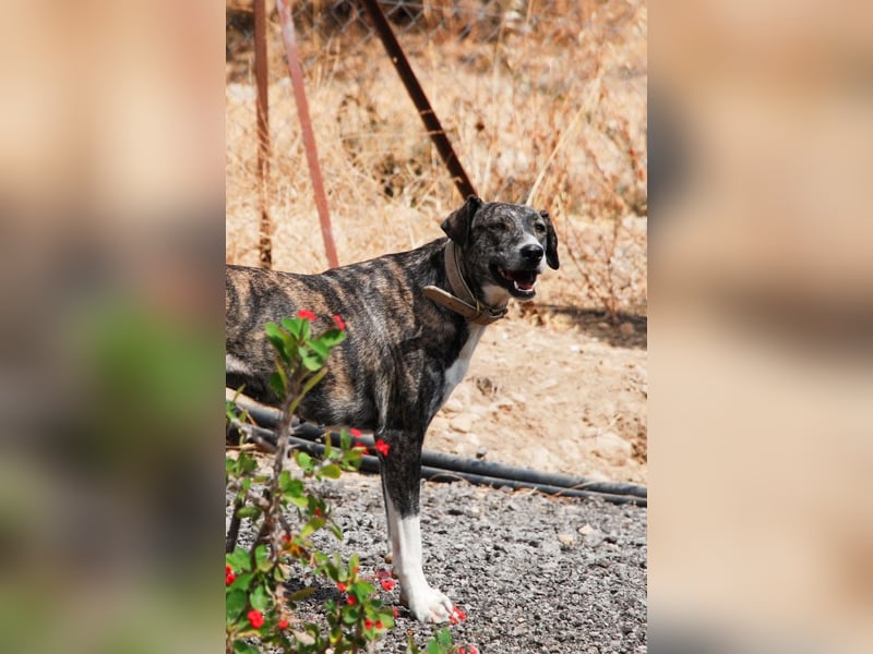 Elpida, Windhund-Mix Hündin sucht einfühlsames Zuhause