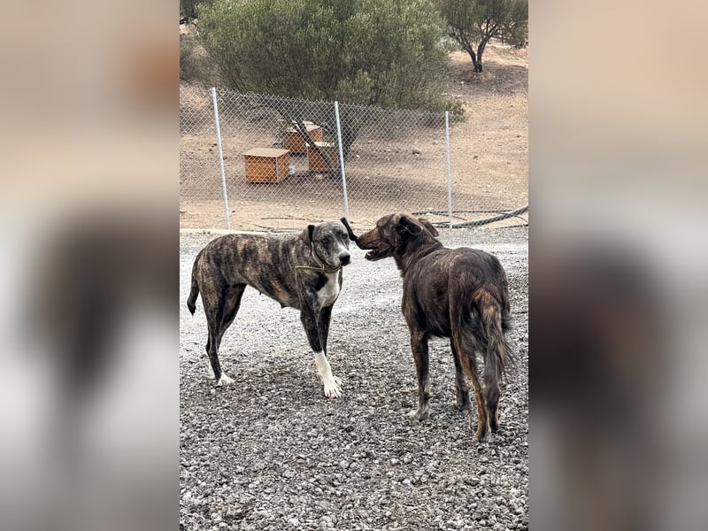 Elpida, Windhund-Mix Hündin sucht einfühlsames Zuhause