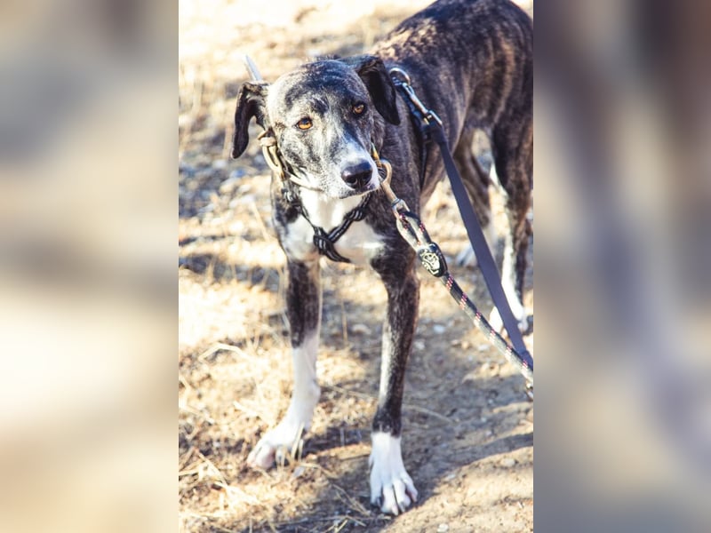 Elpida, Windhund-Mix Hündin sucht einfühlsames Zuhause