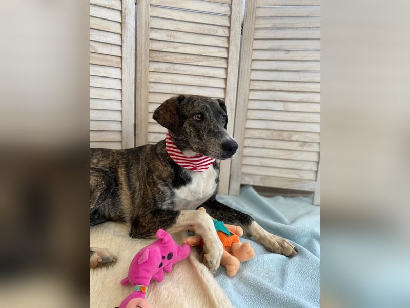 Elpida, Windhund-Mix Hündin sucht einfühlsames Zuhause