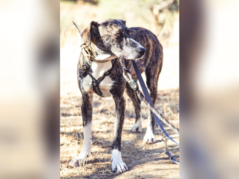 Elpida, Windhund-Mix Hündin sucht einfühlsames Zuhause