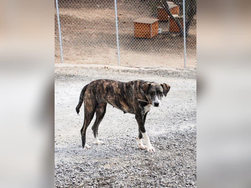 Elpida, Windhund-Mix Hündin sucht einfühlsames Zuhause