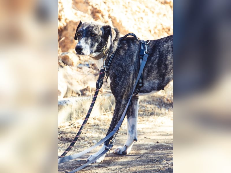 Elpida, Windhund-Mix Hündin sucht einfühlsames Zuhause