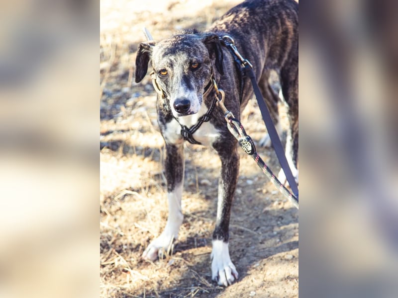 Elpida, Windhund-Mix Hündin sucht einfühlsames Zuhause