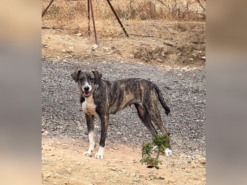 Elpida, Windhund-Mix Hündin sucht einfühlsames Zuhause