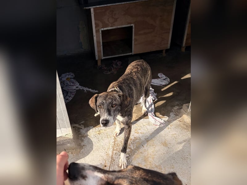 Elpida, Windhund-Mix Hündin sucht einfühlsames Zuhause