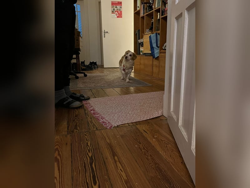 Darius wartet auf seiner Pflegestelle in Hamburg auf DICH!