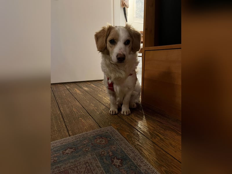 Darius wartet auf seiner Pflegestelle in Hamburg auf DICH!