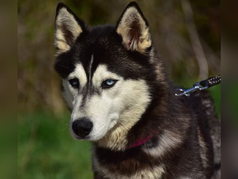 Dory sucht Husky Liebhaber