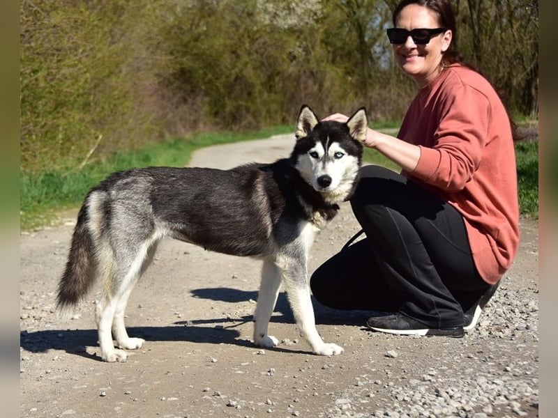 Dory sucht Husky Liebhaber