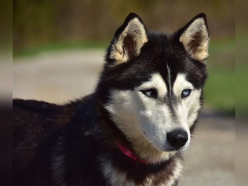 Dory sucht Husky Liebhaber