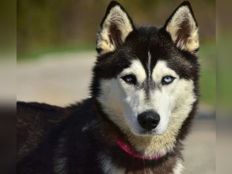 Dory sucht Husky Liebhaber